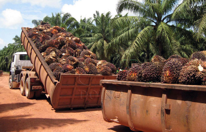 棕榈果束的采摘和运输