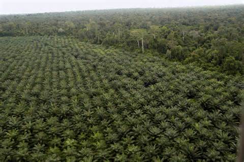 马来西亚棕榈油种植园