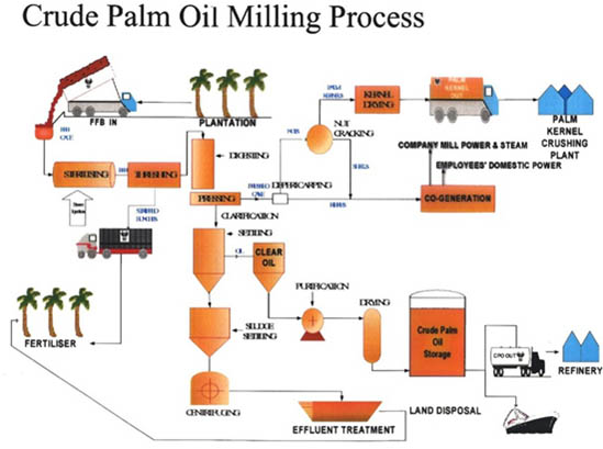 棕榈油生产过程