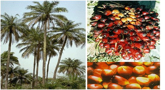 非洲棕榈业发展情况