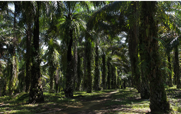 印度尼西亚棕榈油生产商的出路在哪里？