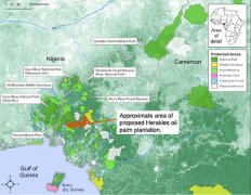 喀麦隆每年棕榈油缺口超过7万吨