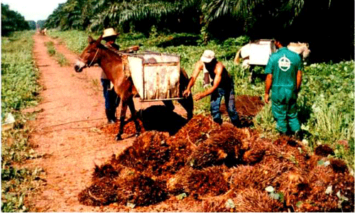 自2010棕榈油需求减少