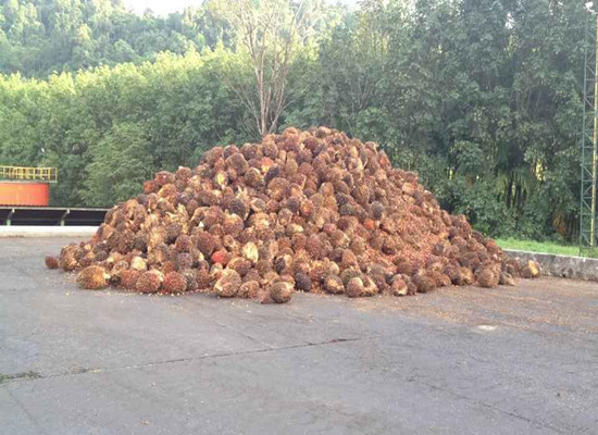 palm fruit bunch