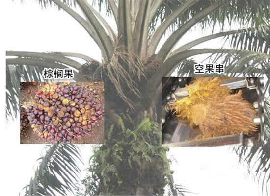 palm oil trees and fruits
